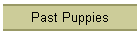 Past Puppies