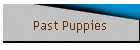 Past Puppies