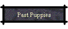 Past Puppies