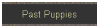 Past Puppies