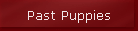 Past Puppies