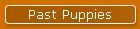 Past Puppies
