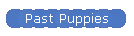 Past Puppies