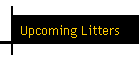 Upcoming Litters