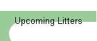Upcoming Litters