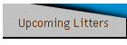 Upcoming Litters