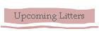 Upcoming Litters