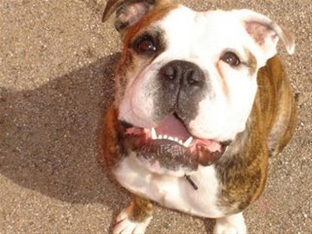 "Cooter" Olde English Bulldogge - lives in OH
