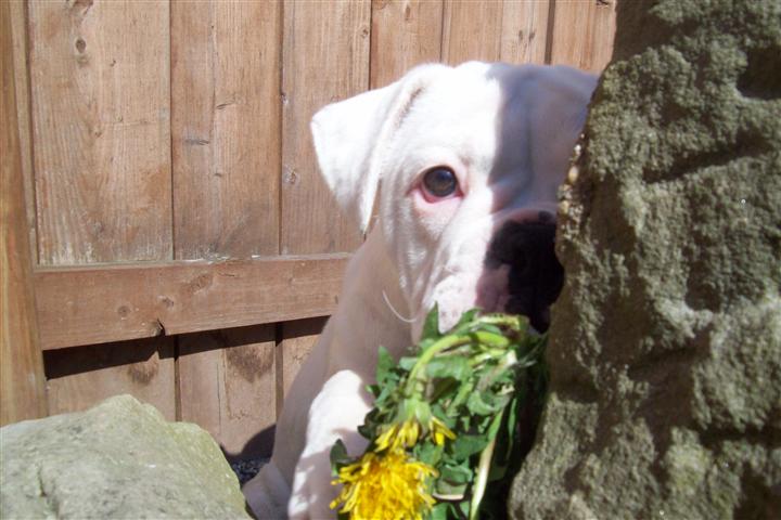 Paris female Olde English Bulldogge