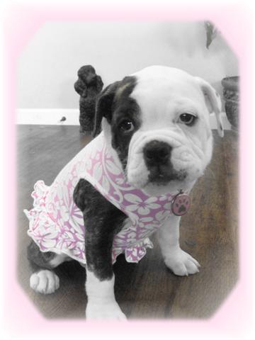 "Graci" Olde English Bulldogge - lives in MI