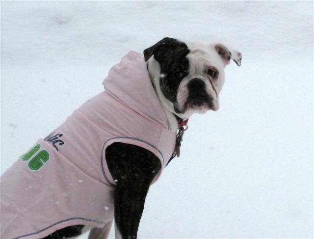 "Graci" Olde English Bulldogge lives in MI