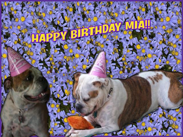 "Mia" Olde English Bulldogge - lives in PA