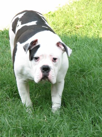 "Pyper" Olde English Bulldogge pup - now lives in VA