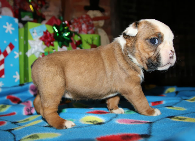olde english bulldogge pups for sale
