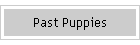 Past Puppies