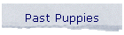 Past Puppies